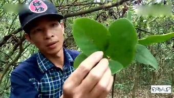 嫩草香味手机在线观看,手机在线解锁清新时光